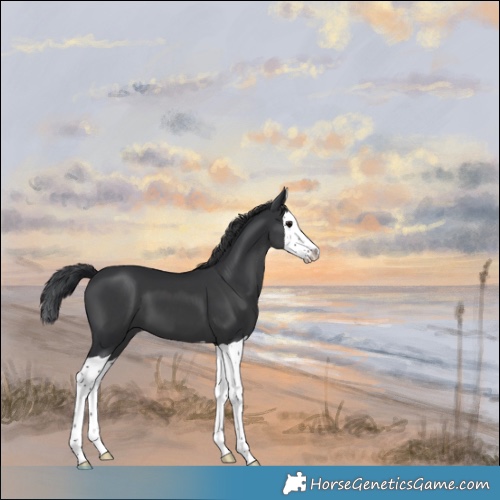 Horse Color:Black Splash