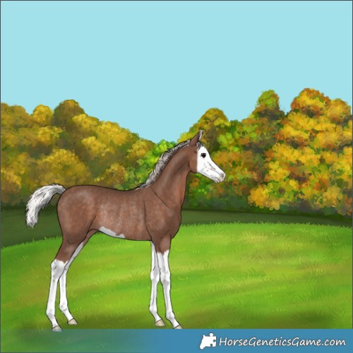 Horse Color:Silver Black Splash Rabicano 