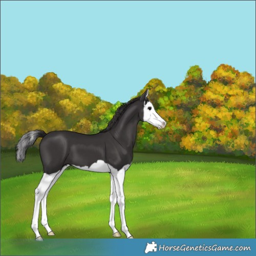 Horse Color:Smoky Black Splash 