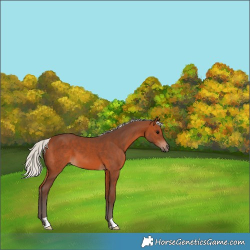 Horse Color:Silver Brown 
