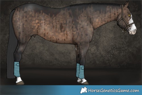 Horse Color:Brown Dun Sabino Brindle 