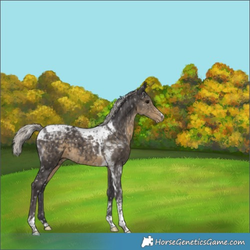 Horse Color:Silver Smoky Black Tobiano Snowflake Varnish