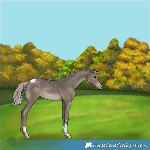 Horse Color:Silver Black Tobiano Snowflake Varnish 