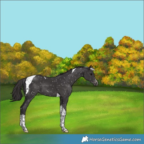 Horse Color:Smoky Black Tobiano Snowflake Varnish