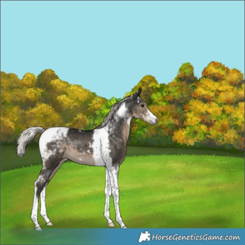 Horse Color:Gray Silver Smoky Black Tobiano Varnish 