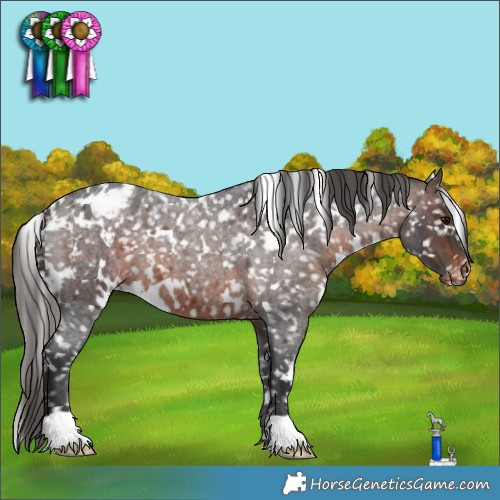 Horse Color:White Spotted Brown Roan Appaloosa 