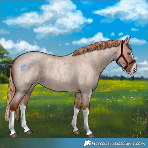 Horse Color:Red Dun Roan Splash Frame Rabicano 
