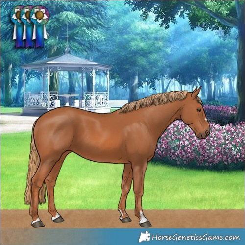 Horse Color:Chestnut 