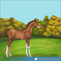 Horse Color:Gray Gold Champagne Tobiano