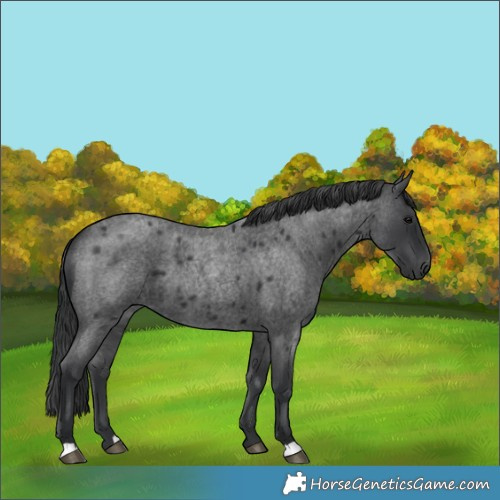 Horse Color:Blue Roan Rabicano
