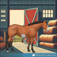 Horse Color:Bay Frame 