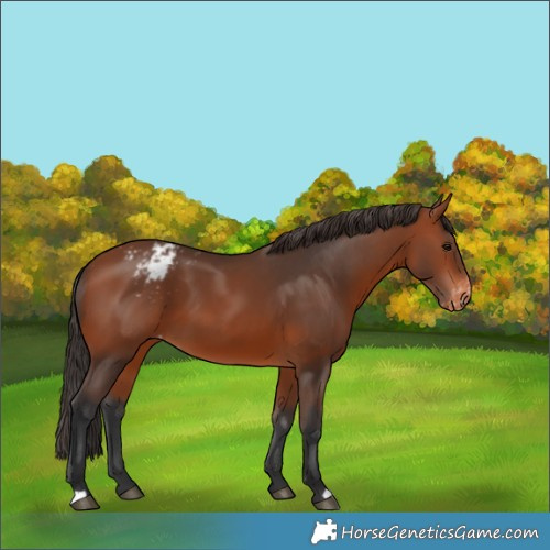 Horse Color:Bay Appaloosa
