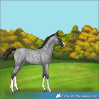 Horse Color:Blue Roan Splash