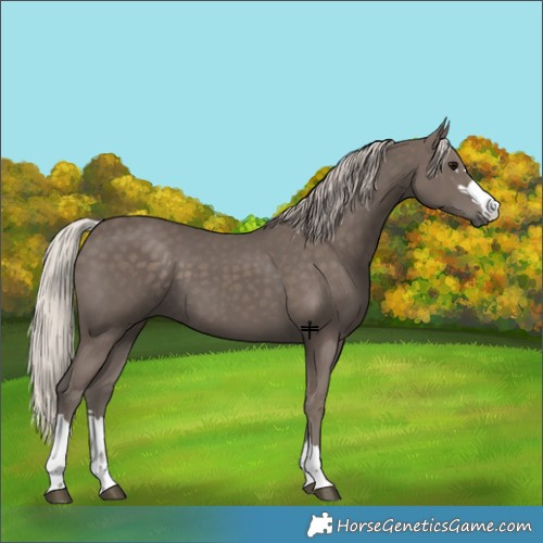 Horse Color:Silver Black 