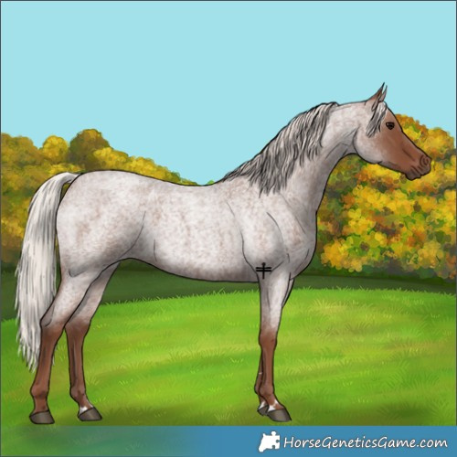 Horse Color:Silver Blue Roan 