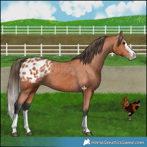 Horse Color:Bay Splash Appaloosa 