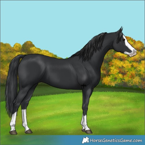 Horse Color:Black Splash 