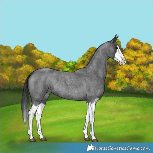 Horse Color:Blue Roan Splash 
