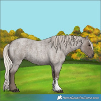 Horse Color:Silver Blue Roan Sabino 
