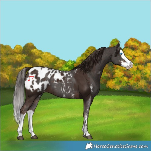 Horse Color:Liver Chestnut Sabino Splash Blanket and Liver Chestnut Sabino Splash Blanket
