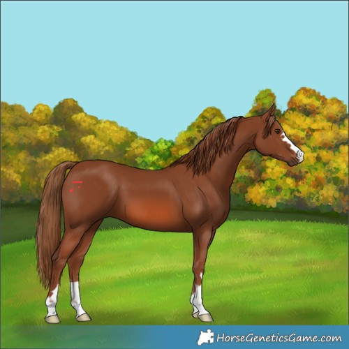 Horse Color:Chestnut 