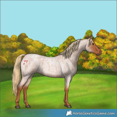 Horse Color:Red Roan 