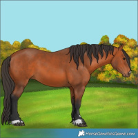 Horse Color:Bay 
