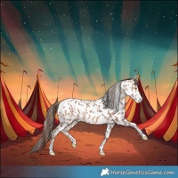Horse Color:Amber Champagne Appaloosa