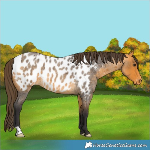 Horse Color:Buckskin Roan Appaloosa