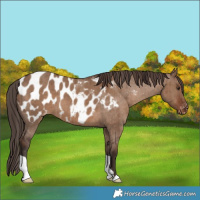 Horse Color:Liver Red Dun Blanket Brindle