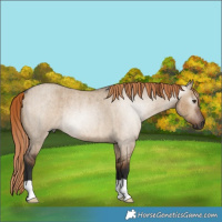 Horse Color:Gray Liver Red Dun Roan Rabicano Brindle