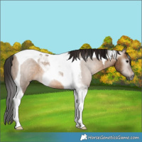 Horse Color:Gray Bay Dun Tobiano Rabicano Brindle 