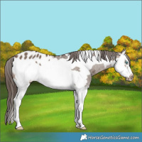 Horse Color:Brown Dun Splash Frame Blanket 
