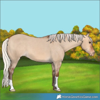 Horse Color:Silver Bay Dun Appaloosa 