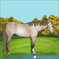 Horse Color:Gray Liver Red Dun Varnish Brindle 