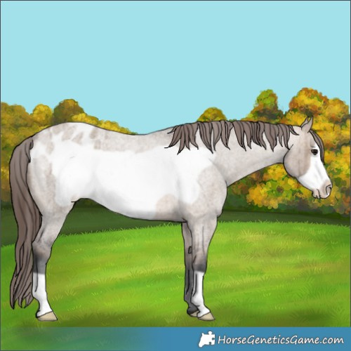 Horse Color:Brown Roan Dun Frame Appaloosa Brindle 