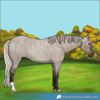 Horse Color:Gray Silver Grullo Roan