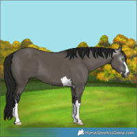 Horse Color:Gray Smoky Grullo 