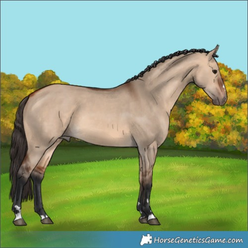 Horse Color:Unknown 