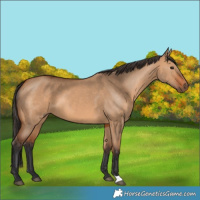 Horse Color:Unknown 