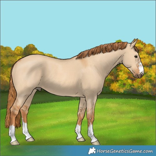 Horse Color:Unknown 