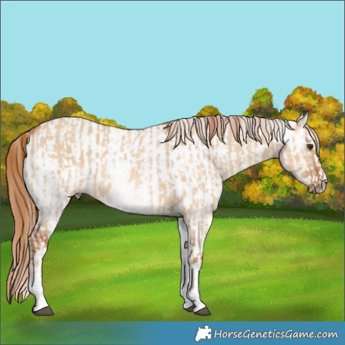 Horse Color:White Spotted Red Dun Rabicano  and White Spotted Red Dun Appaloosa Rabicano 