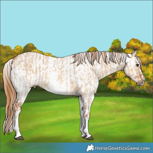 Horse Color:White Spotted Red Dun Rabicano  and White Spotted Red Dun Appaloosa Rabicano 