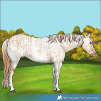 Horse Color:White Spotted Red Dun Rabicano  and White Spotted Red Dun Appaloosa Rabicano 