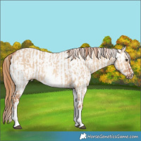 Horse Color:White Spotted Red Dun Rabicano  and White Spotted Red Dun Appaloosa Rabicano 