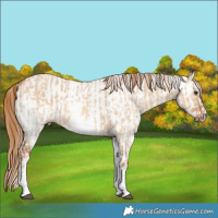 Horse Color:White Spotted Red Dun Rabicano  and White Spotted Red Dun Appaloosa Rabicano 