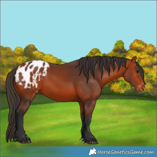 Horse Color:Bay Appaloosa