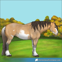 Horse Color:Unknown 