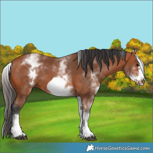 Horse Color:White Spotted Bay Frame
