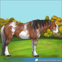Horse Color:White Spotted Bay Frame 